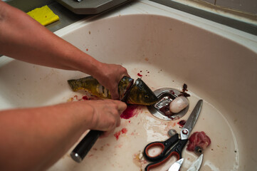fresh fish is in the sink in the kitchen