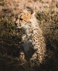 Cute cheetah cub close-up safari africa serengeti