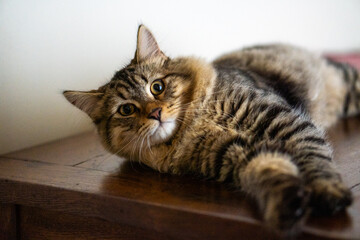 cat laying down and looking at the camera
