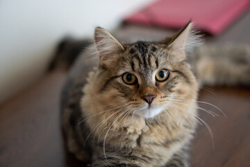 cat laying down and looking at the camera