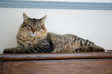 cat laying down and looking at the camera