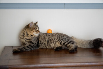 cat laying down with a ping pong ball