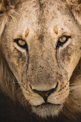 closetup portrait of a male lion, Africa Tanzania