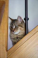 cat in the stairs