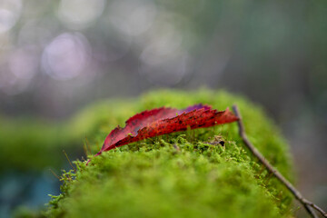 a leaf in the wood