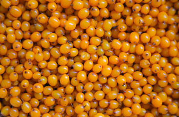 Bright ripe berries of sea buckthorn, close-up
