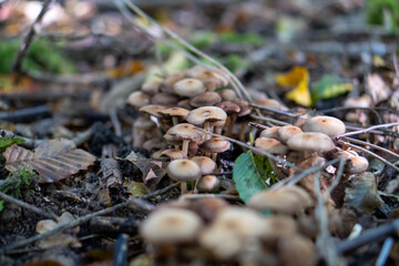 mushrooms in the forest