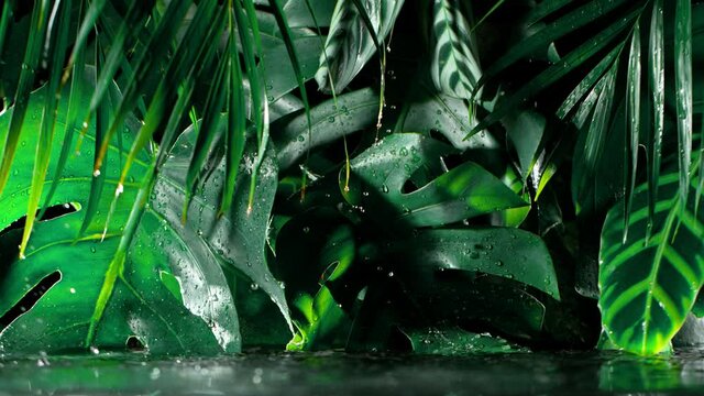 Super slow motion shot of green monstera leaves with water drops, black background.