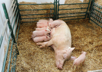 Livestock in pig farming industry - 468247221