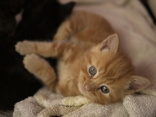 Cute adorable playful baby ginger kitten medium shot