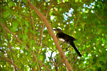 pajaros del rio en el noroeste de Mexico