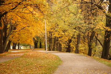 Empty alley covered by foliage in autumn park