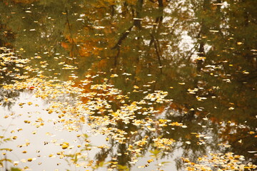 autumn leaves on the lake water surface