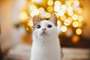 Merry christmas! Adorable cat portrait on background of christmas tree lights golden bokeh. Magic...