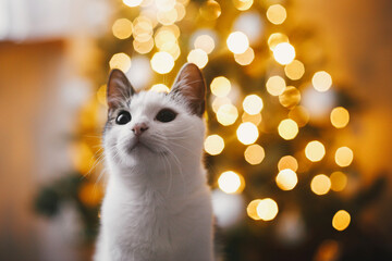 Adorable cat portrait on background of christmas tree lights golden bokeh. Cute kitten in modern...