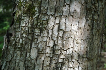 Tree Bark in Sunlight