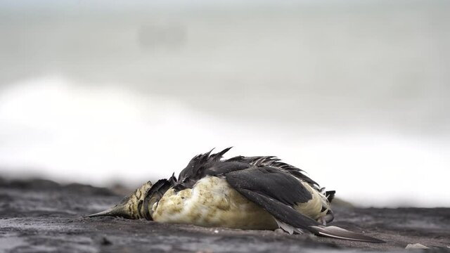 A dead Guillemot (Uria aalge) lying on the asphalt near the sea
