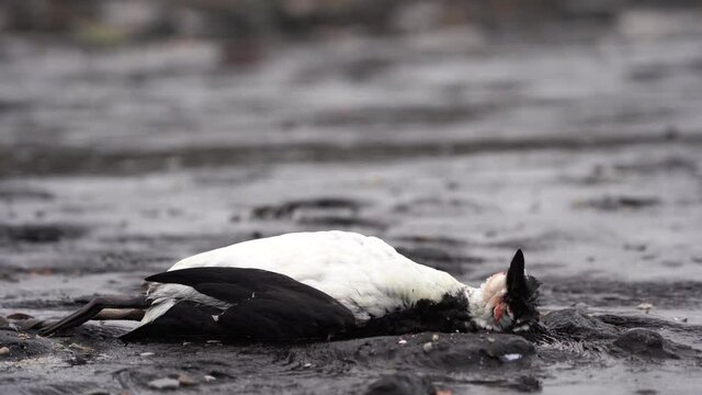A dead guillemot (Uria aalge) lying near the sea