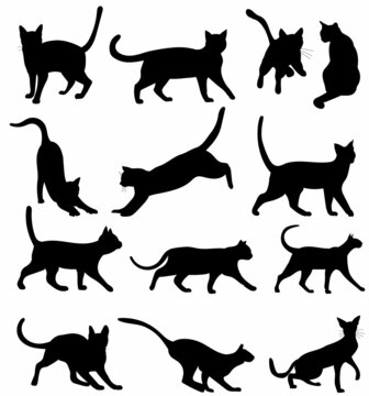 set of cat silhouette, isolated, vector