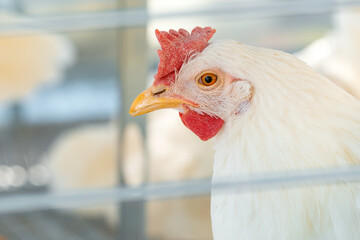 Close up of white chicken hen head