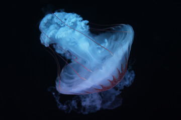 Isolated brown jellyfish with full tail flowing to right down direction
