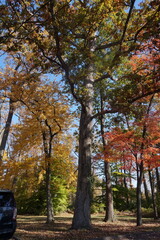 Obraz premium Gold Orange and Crimson Foliage on Trees on Sunny Autumn Day