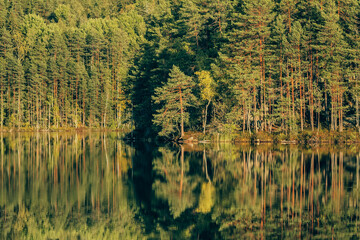 Beautiful landscape of the pine forest at the lake shore.