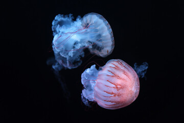 Two isolated brown jellyfish floating on the black background © Frantisek