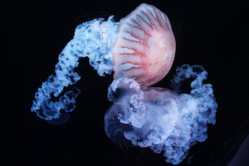 Two brown jellyfish floating in motion on the black background with curly tails © Frantisek