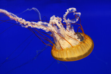 Isolated Pacific sea nettle swimming head down with exposed complex tail on blue background