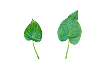 Alocasia cucullata leaf isolated on white background.(Buddha’s Hand, Elephant Ear)