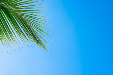 Coconut leaf on blue sky background with copy space.