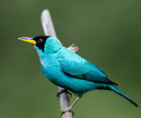 Green Honeycreeper in all bright detailed plumage perched on a branch with good lighting in the tropical forested areas of Trinidad West Indies
