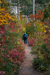 Male tourist autumn forest rear view. A man with a backpack walks through the autumn forest. Colorful vertical natural background with bright tall trees. The concept of active recreation, tourism.