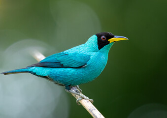 Green Honeycreeper in all bright detailed plumage perched on a branch with good lighting in the tropical forested areas of Trinidad West Indies