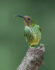 Purple Honeycreeper in all bright detailed plumage perched on a branch with good lighting in the...