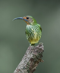 Purple Honeycreeper in all bright detailed plumage perched on a branch with good lighting in the...