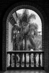 palm window