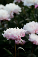 peony flower pink white botanical garden