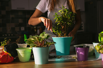 A woman plants indoor flowers on the table. Spring transplanting of indoor plants into new pots.Care and care for freshness in the house. Close-up of women's hands. Garden tools, land, irrigation