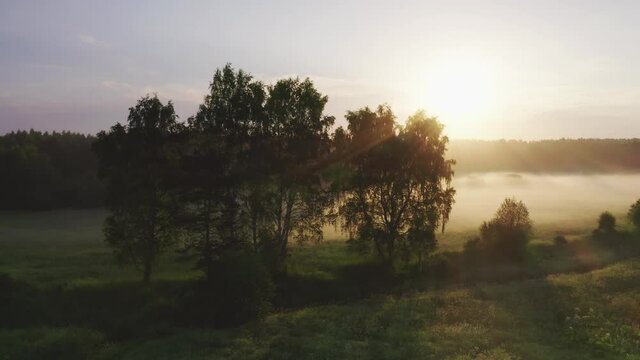 Dawn in the fog trees