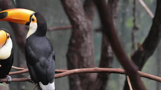 Toucan bird in zoologic. High quality 4k footage