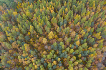 Aerial high angle view of colorful yellow and green autumn forest