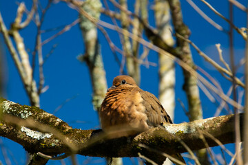 bird on a tree, pássaro em uma árvore