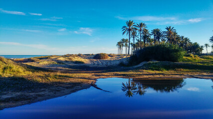 En Torrevieja en Lo Ferris un paraíso de palmeras