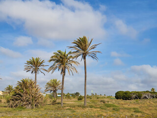 Fototapeta na wymiar En Torrevieja en Lo Ferris un paraíso de palmeras