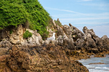 Seagull on some rocks in front of the sea