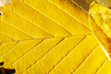 Yellow autumn leaf macro image