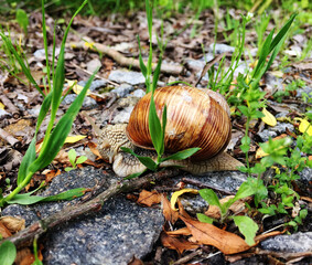 Big garden snail in shell crawling on wet road hurry home