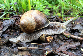 Big garden snail in shell crawling on wet road hurry home